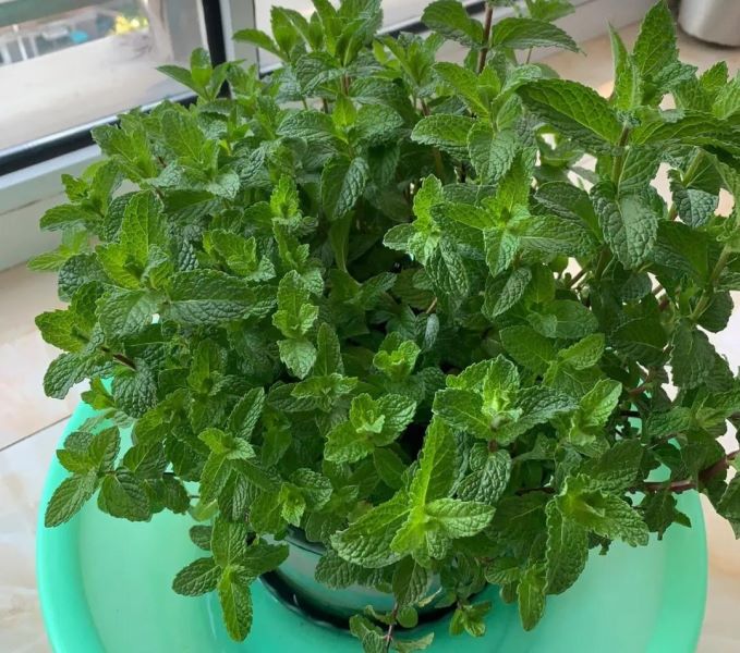 好养的大型绿植有哪些「好养的大型绿植有哪些 室内」